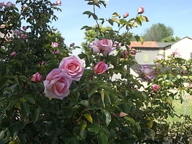 San Donà di Piave Bed & Breakfast Villa Lisetta מראה חיצוני תמונה